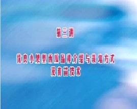 小果型西瓜栽培技术（三）