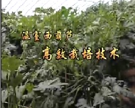 温室西葫芦高效栽培技术