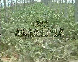 日光温室-西瓜高效生产技术