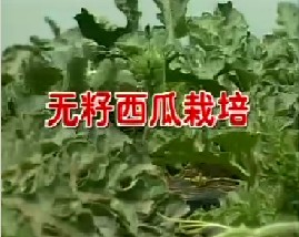 无籽西瓜栽培  西瓜嫁接栽培