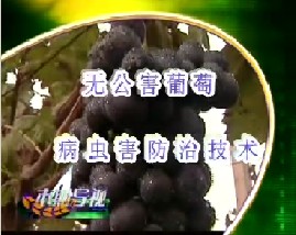 无公害葡萄病虫害防治技术