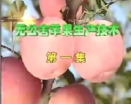 无公害苹果生产技术（一）