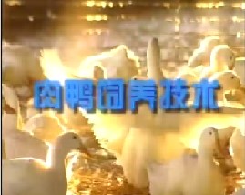 肉鸭的饲养技术（下）
