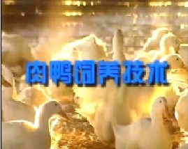 肉鸭的饲养技术（上）