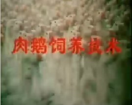 肉鹅饲养技术  怎样养好瘦肉鸭