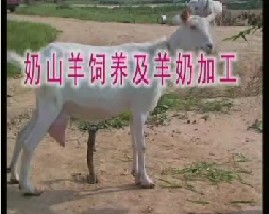 奶山羊饲养及羊奶加工  布尔山羊
