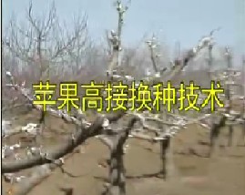 苹果高接换种技术