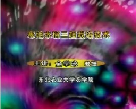 寒地水稻三超栽培技术