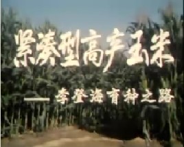 紧凑型高产玉米