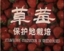 草莓保护地栽培