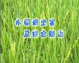 水稻病虫害及综合防治