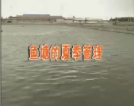 鱼塘的夏季管理 活鱼暂养技术——十天内暂养
