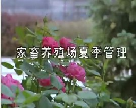 家畜养殖场夏季管理 怀孕母猪夏季的饲养管理