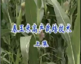 春玉米高产栽培技术（上）