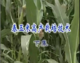 春玉米高产栽培技术（下）