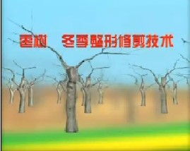 枣树的冬季整形修剪技术