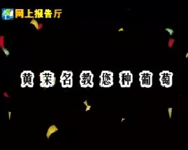 黄荣名教您种葡萄