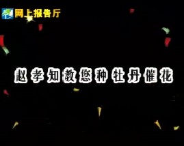 赵孝知教您种牡丹催花