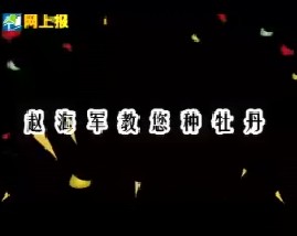 赵海军教您种牡丹