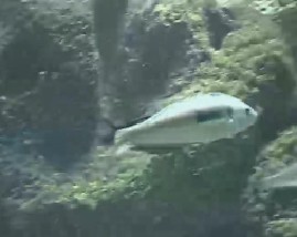 聚焦欧洲：第十九集 