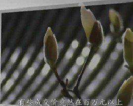 马未都说陶瓷收藏之艳压群芳话粉彩