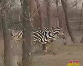 节能供暖为动物和简易高效无土栽培技术