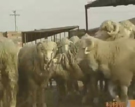 以细见长的超细毛羊和用中草药喂出大臀猪