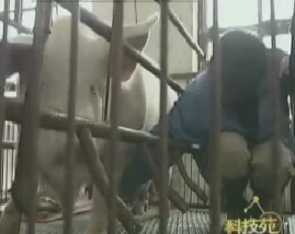 张红英养猪用新招和猪链球菌病防治