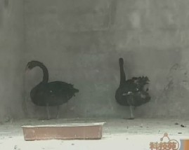 帮助黑天鹅恋爱成家和纸上种出芽苗菜