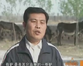 为了多生乌头和海胆，山女鳟，半滑舌鳎，红点鲑