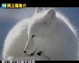 百科探秘-俺和白狐那些事