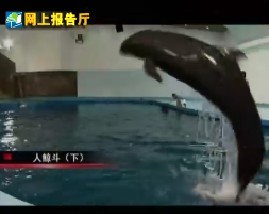 百科探秘-人鲸斗