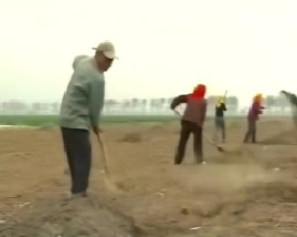 超高产中早熟多抗性玉米杂交品种及种植技术