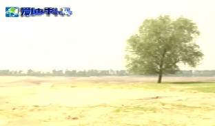 防风固沙植物及其种苗繁育技术