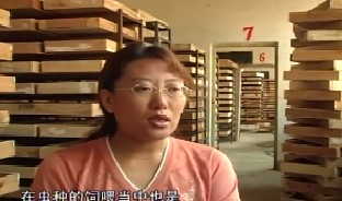 黄粉虫养殖技术