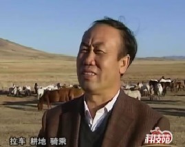 拯救濒危的蒙古马