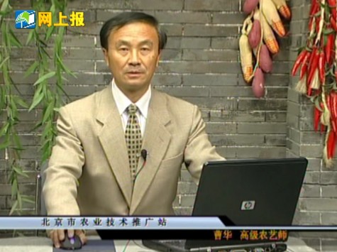 观赏型蔬菜系列讲座—叶菜、根茎篇（下）