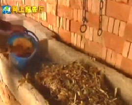 奶牛双轨饲养技术（六）