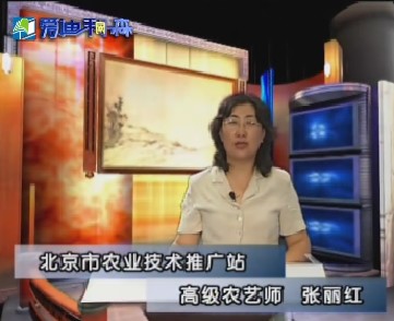 观赏型蔬菜系列讲座之辣椒篇（上）