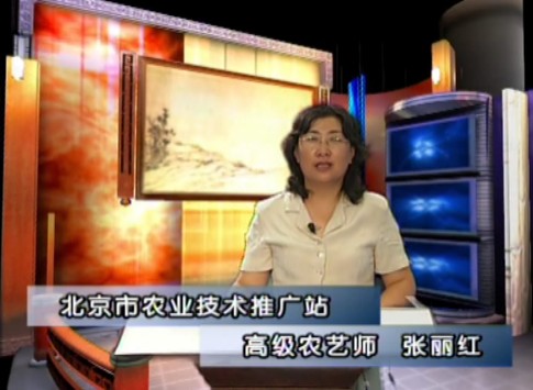 观赏型蔬菜系列讲座之辣椒篇（下）
