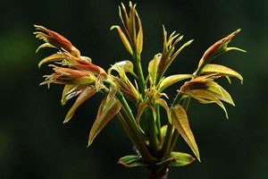 春食五芽益健康（上）