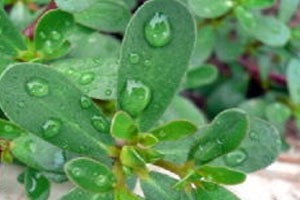 巧吃夏季时令菜（下）