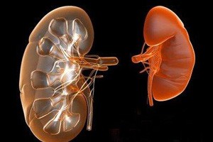 小心肾脏杀手