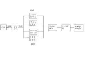 动物体的结构层次