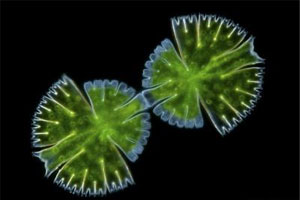 只有一个细胞的生物体