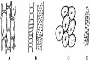 植物体的结构层次