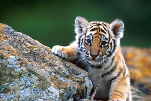 跟着动物学养生（下）