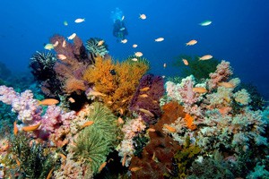 世界最美珊瑚 赤道正下方的印度尼西亚（下）