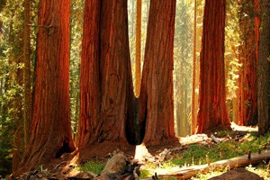 世界高大树木之乡 美国加州（上）