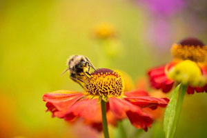 自然的魔力 神奇的宝贝
